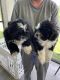 Shih Tzu Puppies for sale in Fort Myers, FL, USA. price: $1,300