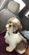 Shih Tzu Puppies for sale in Burlington, KY 41005, USA. price: $1,000