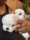 Shih Tzu Puppies for sale in Powell, TN 37849, USA. price: NA