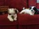 Shih Tzu Puppies for sale in Goodyear, AZ, USA. price: NA