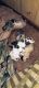 Shih Tzu Puppies for sale in Turkey Creek, LA, USA. price: NA