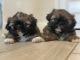 Shih Tzu Puppies for sale in Westfield, MA 01085, USA. price: NA