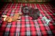 Shih Tzu Puppies for sale in Idaho Falls, ID, USA. price: $1,200