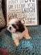Shih Tzu Puppies for sale in Zephyrhills, FL, USA. price: NA