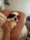 Shih Tzu Puppies for sale in Watertown, SD 57201, USA. price: NA