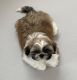 Shih Tzu Puppies for sale in Minot, ND 58701, USA. price: $799