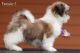 Shih Tzu Puppies for sale in Pune, Maharashtra, India. price: 35000 INR