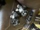 Shih Tzu Puppies for sale in Waukegan, IL, USA. price: $900