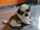 Shih Tzu Puppies for sale in Mysuru, Karnataka, India. price: 16000 INR