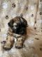 Shih Tzu Puppies for sale in Mundelein, IL, USA. price: $3,000