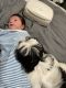 Shih Tzu Puppies for sale in Ontario, OR 97914, USA. price: $2,000