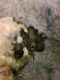 Shih Tzu Puppies for sale in Kings Mountain, NC, USA. price: NA