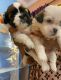 Shih Tzu Puppies for sale in Kukatpally Housing Board Colony, Kukatpally, Hyderabad, Telangana, India. price: 15000 INR