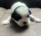 Shih Tzu Puppies for sale in Winston-Salem, NC 27105, USA. price: $1,500