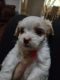 Shih Tzu Puppies for sale in 6901 S County Rd 1200, Midland, TX 79706, USA. price: $250
