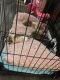 Shih Tzu Puppies for sale in Detroit, MI, USA. price: $800