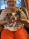 Shih Tzu Puppies for sale in Colorado Springs, CO, USA. price: $1,200