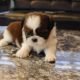 Shih Tzu Puppies for sale in New York New York Casino, Las Vegas, NV 89109, USA. price: NA