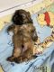 Shih Tzu Puppies for sale in Greeneville, TN, USA. price: $1,500