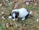 Shih Tzu Puppies for sale in Buffalo, MO 65622, USA. price: $450