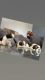 Shih Tzu Puppies for sale in Saharanpur, Uttar Pradesh, India. price: 25000 INR