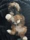 Shih Tzu Puppies for sale in Humble, TX, USA. price: NA