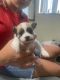 Shih Tzu Puppies for sale in Port Charlotte, FL, USA. price: $2,500