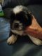 Shih Tzu Puppies for sale in Cliffside, NC, USA. price: NA