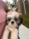 Shih Tzu Puppies for sale in Richmond, VA, USA. price: $5,000