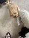 Shih Tzu Puppies for sale in Spanaway, WA, USA. price: $800