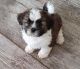 Shih Tzu Puppies for sale in Galveston County, TX, USA. price: NA