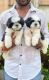 Shih Tzu Puppies for sale in Mumbai, Maharashtra, India. price: 25 INR