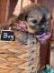 Shih Tzu Puppies for sale in Chicago, IL, USA. price: $1,500
