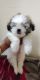 Shih Tzu Puppies for sale in Mumbai, Maharashtra, India. price: 12000 INR