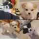 Shih Tzu Puppies for sale in Kuna, ID, USA. price: $800