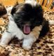 Shih Tzu Puppies for sale in Mora, MN 55051, USA. price: NA