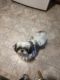 Shih Tzu Puppies for sale in Hazel Green, KY 41332, USA. price: $500