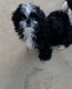 Shih Tzu Puppies for sale in Hazel Green, KY 41332, USA. price: $1,000