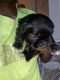 Shih Tzu Puppies for sale in Burtonsville, MD 20866, USA. price: NA