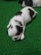 Shih Tzu Puppies for sale in Korattur, Chennai, Tamil Nadu, India. price: 30000 INR