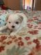 Shih Tzu Puppies for sale in Brunswick, GA, USA. price: NA