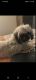 Shih Tzu Puppies for sale in Waxahachie, TX 75167, USA. price: NA