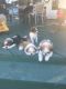 Shih Tzu Puppies for sale in Streator, IL 61364, USA. price: NA