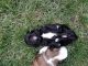 Shih Tzu Puppies for sale in Rapid City, SD, USA. price: NA