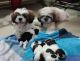 Shih Tzu Puppies for sale in Madhavaram, Chennai, Tamil Nadu, India. price: 16000 INR