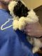 Shih Tzu Puppies for sale in Elizabethtown, KY 42701, USA. price: NA