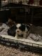 Shih Tzu Puppies for sale in Elizabethtown, KY 42701, USA. price: $1,000