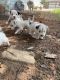 Shih Tzu Puppies for sale in Riverdale, GA, USA. price: $100
