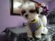 Shih Tzu Puppies for sale in Barlow, KY 42024, USA. price: $350
