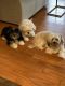 Shih Tzu Puppies for sale in San Clemente, CA, USA. price: $1,500